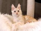 Mario Maine Coon Male Red Silver Tabby
