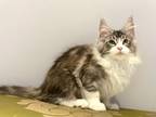 Xara Maine Coon Female Black Silver Tabby Bicolou