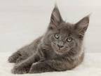 Eclair Maine Coon Male Blue