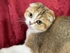 Petal Tortie Scottish Fold Girl