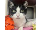 Adopt Sable a Domestic Short Hair