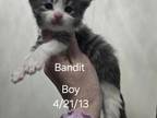 Bandit