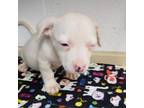 Adopt Pinto a Dachshund, Pit Bull Terrier