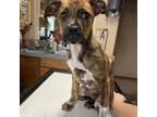 Adopt gamora a Black Mouth Cur