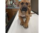 Adopt widow a Black Mouth Cur