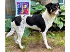 Adopt Josie a Australian Cattle Dog / Blue Heeler