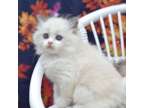 Ragdoll kitten available $900 Ragdoll Kitten Available