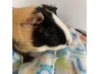 Adopt Chloe bonded to Zoey a Guinea Pig