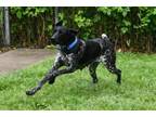 Adopt Willow a German Shorthaired Pointer, Mixed Breed