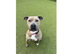 Adopt Sofie a Mixed Breed