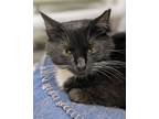 Adopt Whiskers a Domestic Short Hair