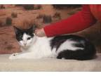 Adopt Sheila a Domestic Short Hair