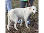 Adopt Snow Miser a German Shepherd Dog