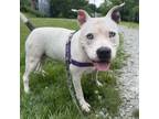 Adopt Chanel a Mixed Breed