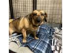 Adopt Ladybug a Mixed Breed