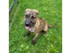 Adopt Railroad Track Litter_2 a Mixed Breed