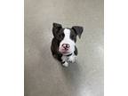 Adopt Bumble Bee Tuna a Pit Bull Terrier