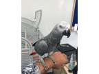 Congo African Grey for adoption