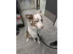 Adopt Lassie a Mixed Breed