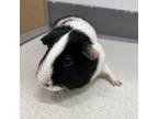 Adopt Ethel a Guinea Pig