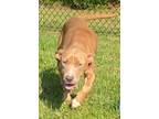 Adopt Renesme(HW+) a Pit Bull Terrier, Mixed Breed