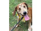 Adopt Dior a Labrador Retriever