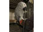 Congo African grey parrot