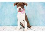 Adopt Ursa a American Staffordshire Terrier, Mixed Breed