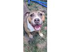 Adopt Lyla a Pit Bull Terrier, Mixed Breed