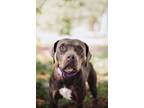 Adopt 72875A Rasaberry a American Staffordshire Terrier, Mixed Breed