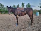 All-around, Beginner Safe AQHA Mare