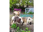 Miniature Horses for Sale!