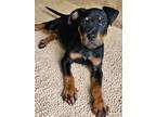 Adopt Angel a Rottweiler