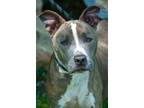 Adopt Malibu a Pit Bull Terrier