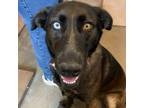 Adopt Dixie a German Shepherd Dog