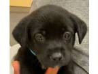 Adopt SWEETART a Labrador Retriever