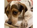 Adopt ROMA a Coonhound