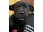 Adopt WAFFLES a Labrador Retriever