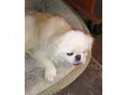 Adopt Caitlyn a Pekingese