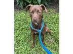 Adopt Padme a Pit Bull Terrier, Mixed Breed