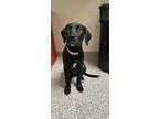 Adopt Azule a Labrador Retriever, Mixed Breed