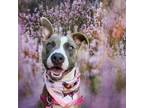 Adopt Federica a Pit Bull Terrier