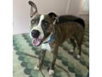 Adopt Federica a Pit Bull Terrier