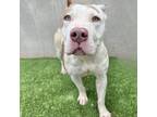 Adopt Clementine a American Staffordshire Terrier, Mixed Breed