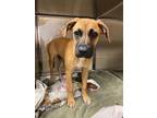 Adopt Suuny a Black Mouth Cur, Mixed Breed