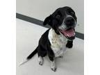 Adopt Flower a Border Collie, Mixed Breed