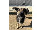 Adopt Velma a German Shepherd Dog, Mixed Breed