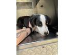 Adopt Cal a Australian Shepherd, Mixed Breed