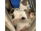 Adopt Amora a Pit Bull Terrier, Mixed Breed