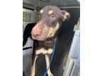 Adopt Techna a Doberman Pinscher, Mixed Breed